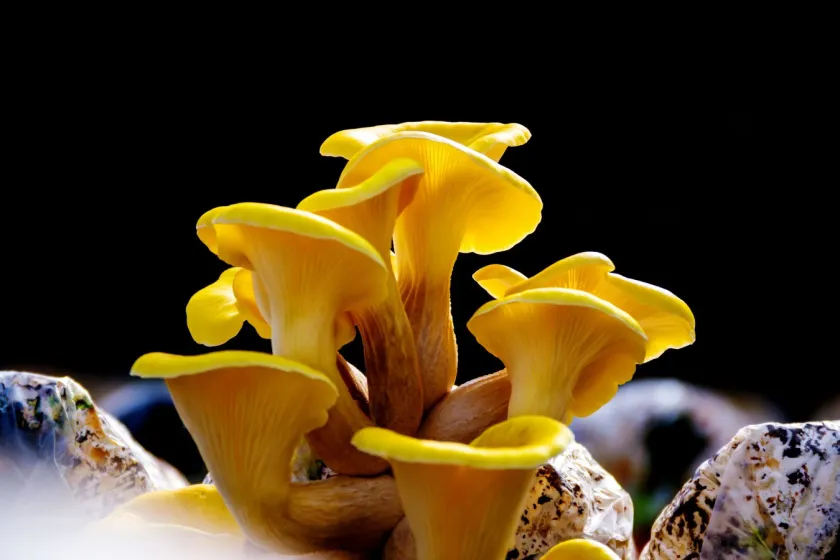 Golden Oyster Mushroom Declared High-Risk Invasive Species in the UK