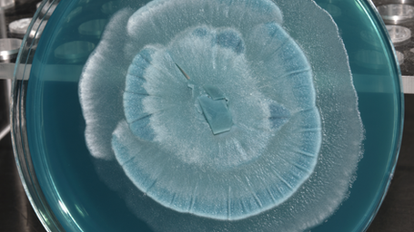 Fungi-to-fuel: Oleaginous Fungi Research Could Reshape Biodiesel Production