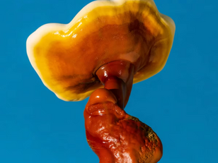 Fungi Could Turn Fast Fashion's Waste Problem Into Building Materials