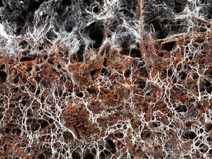 Warming Winters Are Threatening the Fungi That Keep Mountain Grasslands Alive