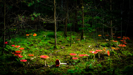 Research Explains Why Mysterious Mushroom Fairy Rings Grow in Circles