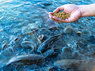 Research Finds Mushroom Meal Can Replace Half of Soybean in Shrimp Feeds