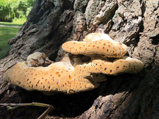 Fungal Climate Engineering: How a New Frontiers in Microbiology Review Positions Fungi at the Heart of Climate Action