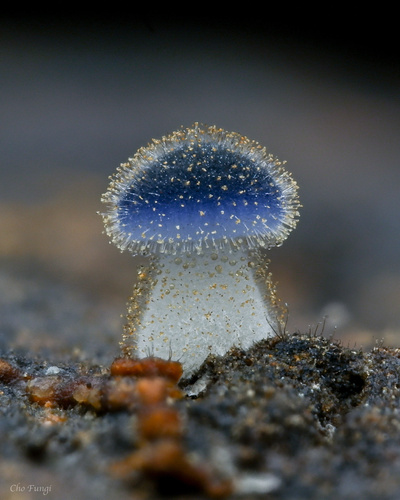 Mucor pseudolusitanicus. Crideits: Cho Fungi