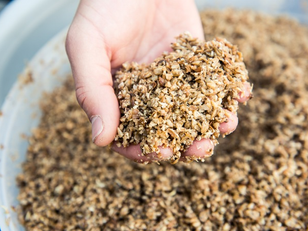 Fungi Turns Brewery Waste Into Industrial-Grade Protease Enzyme