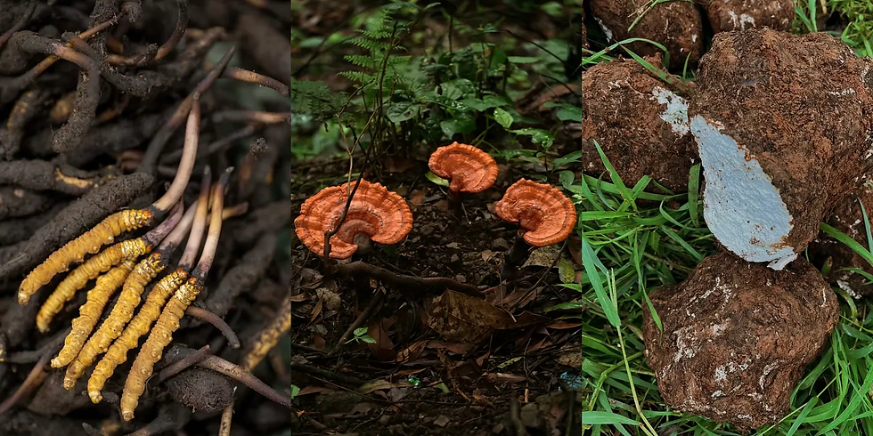 Mushrooms, Mycelium and the Future of Food in China and beyond 