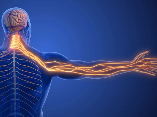 Psilocybin Cuts Nerve Pain and Boosts Gabapentin in new Mouse Study