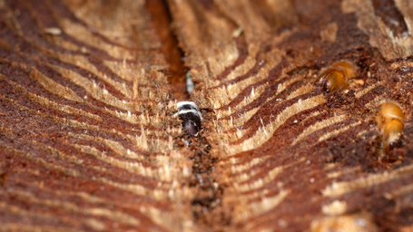 Fungal Biopesticide Detoxifies Plant Compounds That Protect Bark Beetles