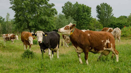 Precision-Fermented Milk Could Free Up 96% of Land Use in the UK