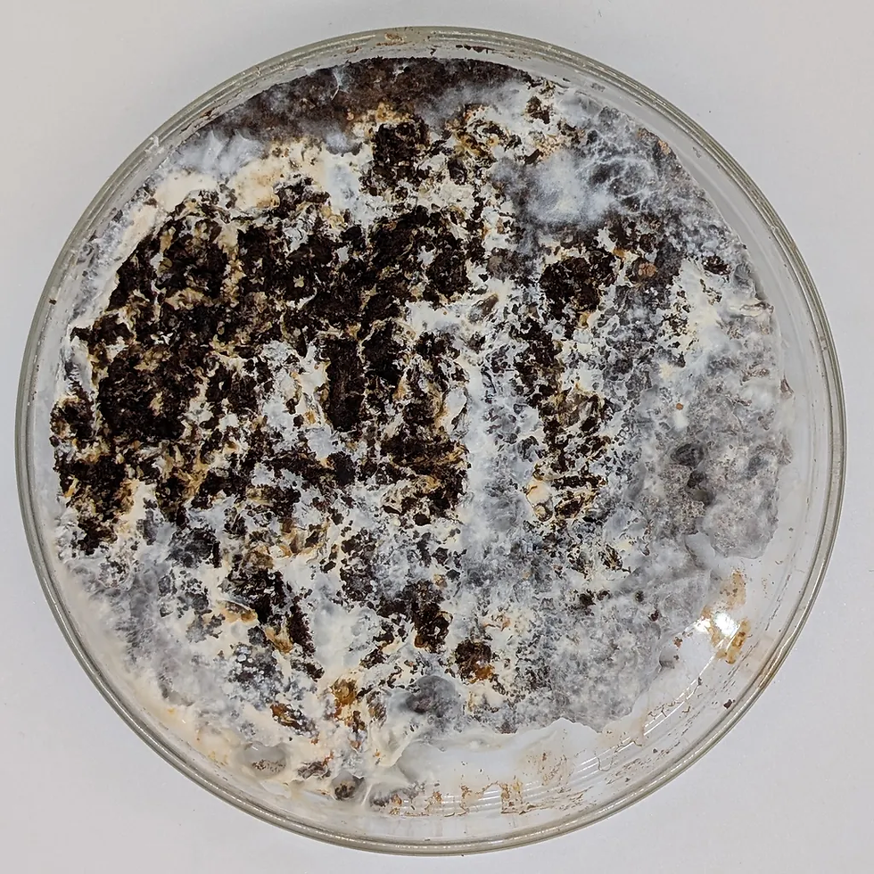 Mycomining: How Fungi Could Extract Rare Earth Elements From Industrial Waste