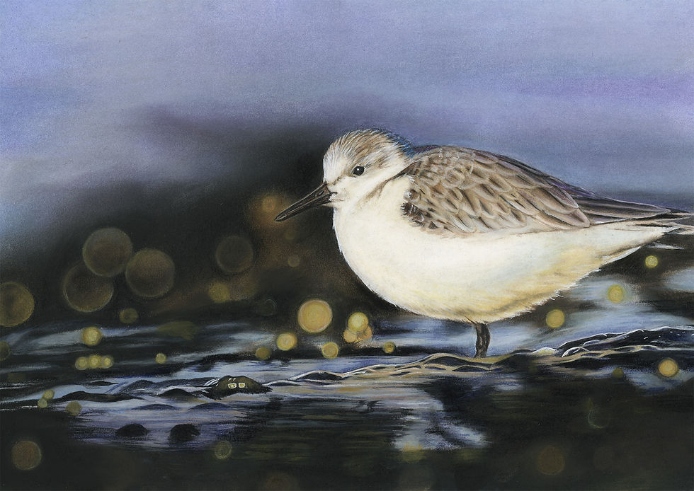 Sanderling on the Shore - Limited Edition Print - By Lisa Gascoine