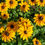 Miniature : Fleurs de Rudbeckia (Rudbeckia fulgida)