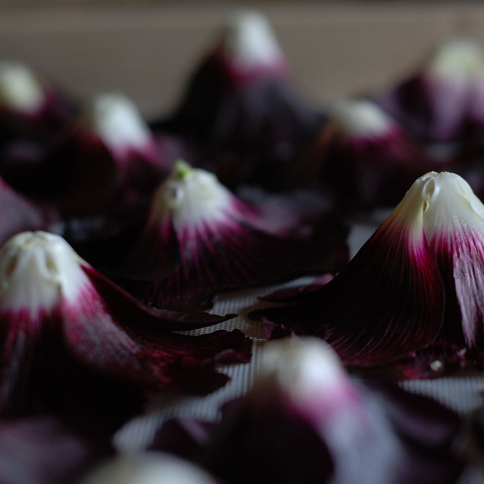 Miniature : Fleurs de Roses trémières noires (Alcea rosea 'Nigra')