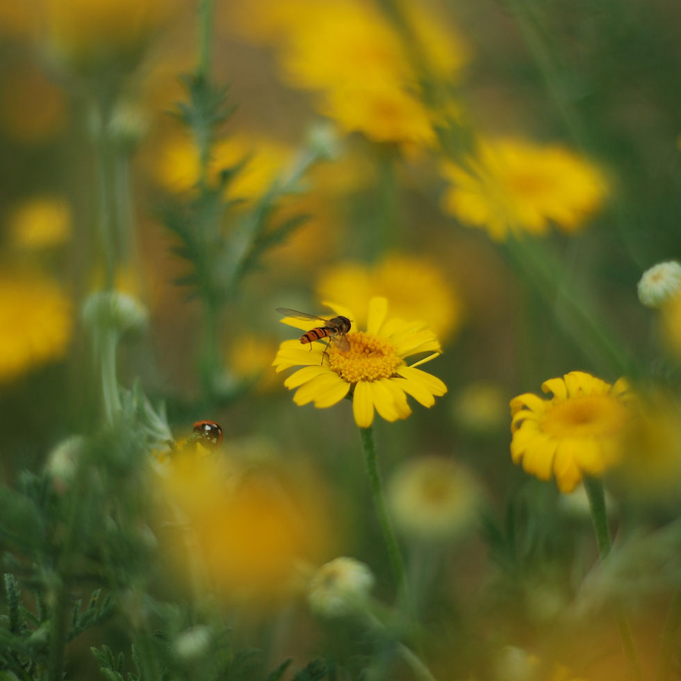 Miniature : Fleurs de Camomilles des teinturiers (Anthemis tinctoria)