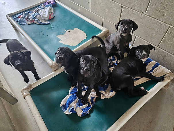 Dogs 4.jpg