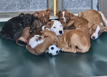 Dogs 5.jpg