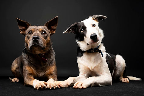 Dogs 1.jpg