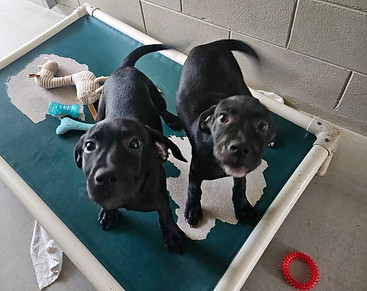 Dogs 2.jpg
