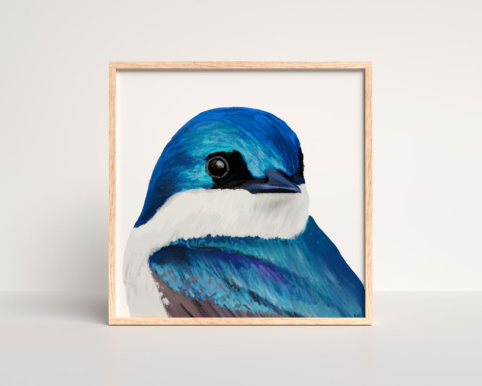 Tree Swallow