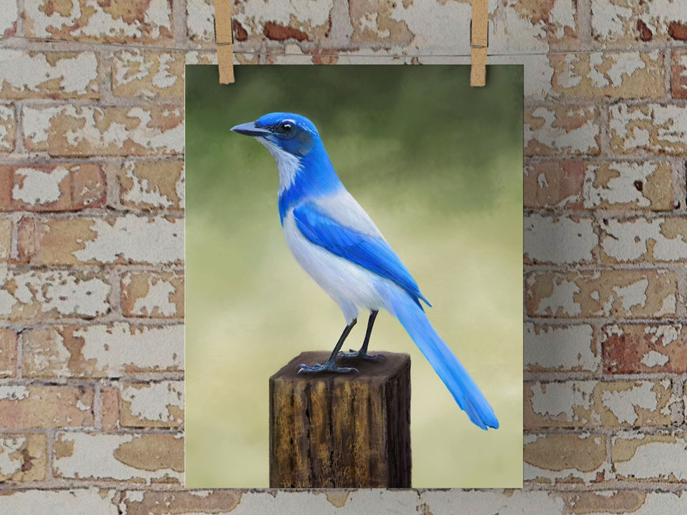 California Scrub Jay