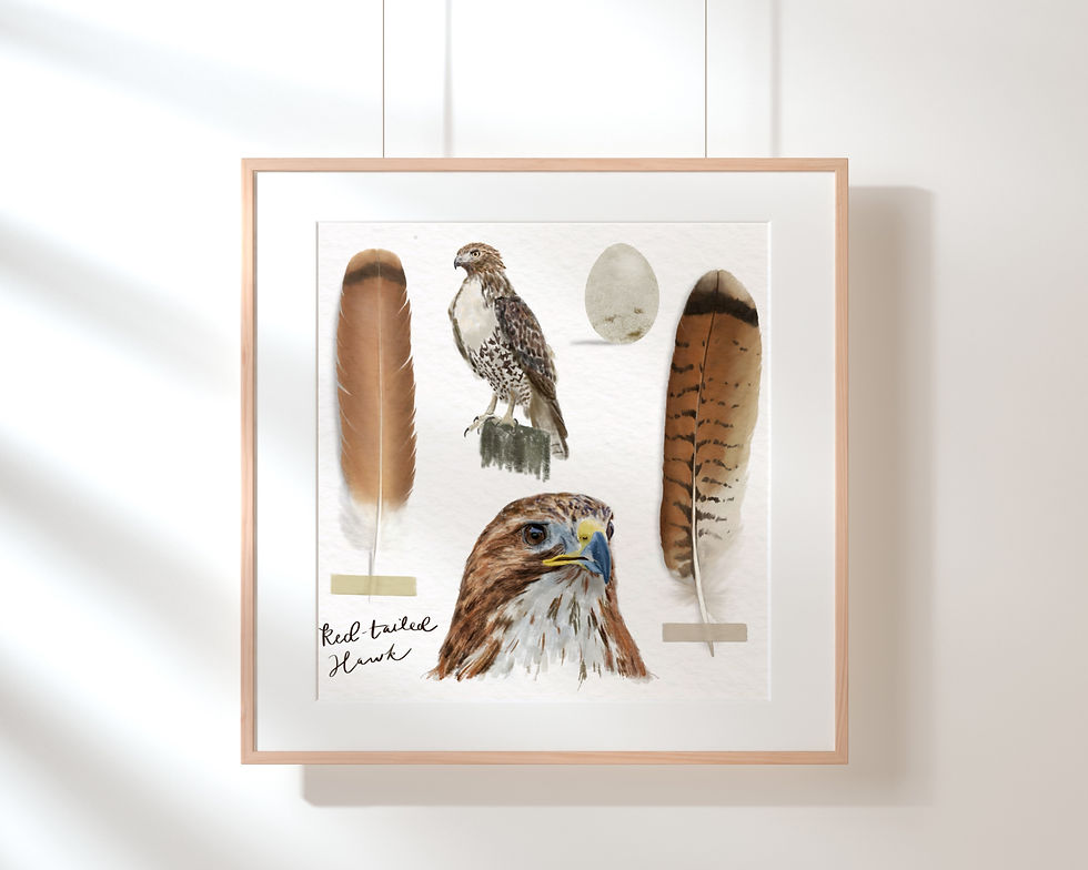 Red-Tailed Hawk Study