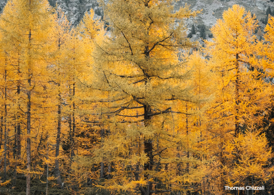 Mélézin en automne