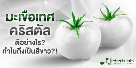 มะเขือเทศคริสตัลดีอย่างไร? ทำไมถึงเป็นสีขาว?!