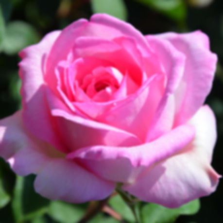 Rose - Rosa 'Beverly'® - 3 L-Container