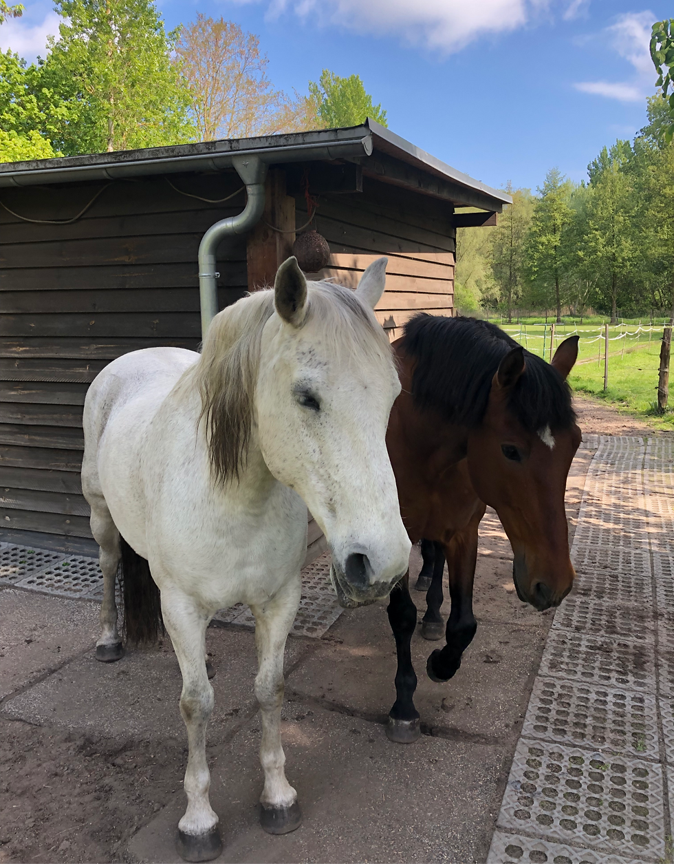 Mit Pferd im Hier und Jetzt