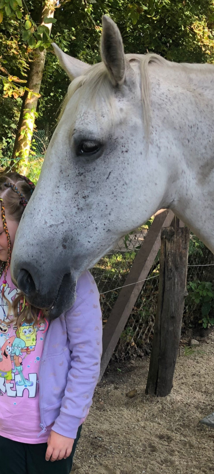 ein weg der in die Weite führt links , ein Feld ein die Ferne reichend rechts und ein Pferdehals, Mähne und die Ohren eines weißen Pferdes im Vordergrund