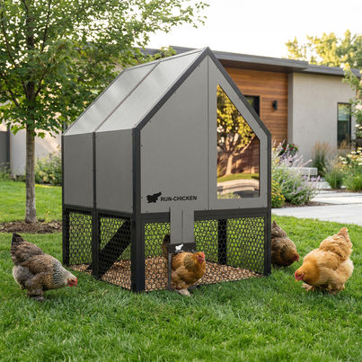 Chickens walking freely around the gray RUN-CHICKEN Coop 2.0 in a landscaped backyard in front of the modern villa, demonstrating easy access and natural movement.
