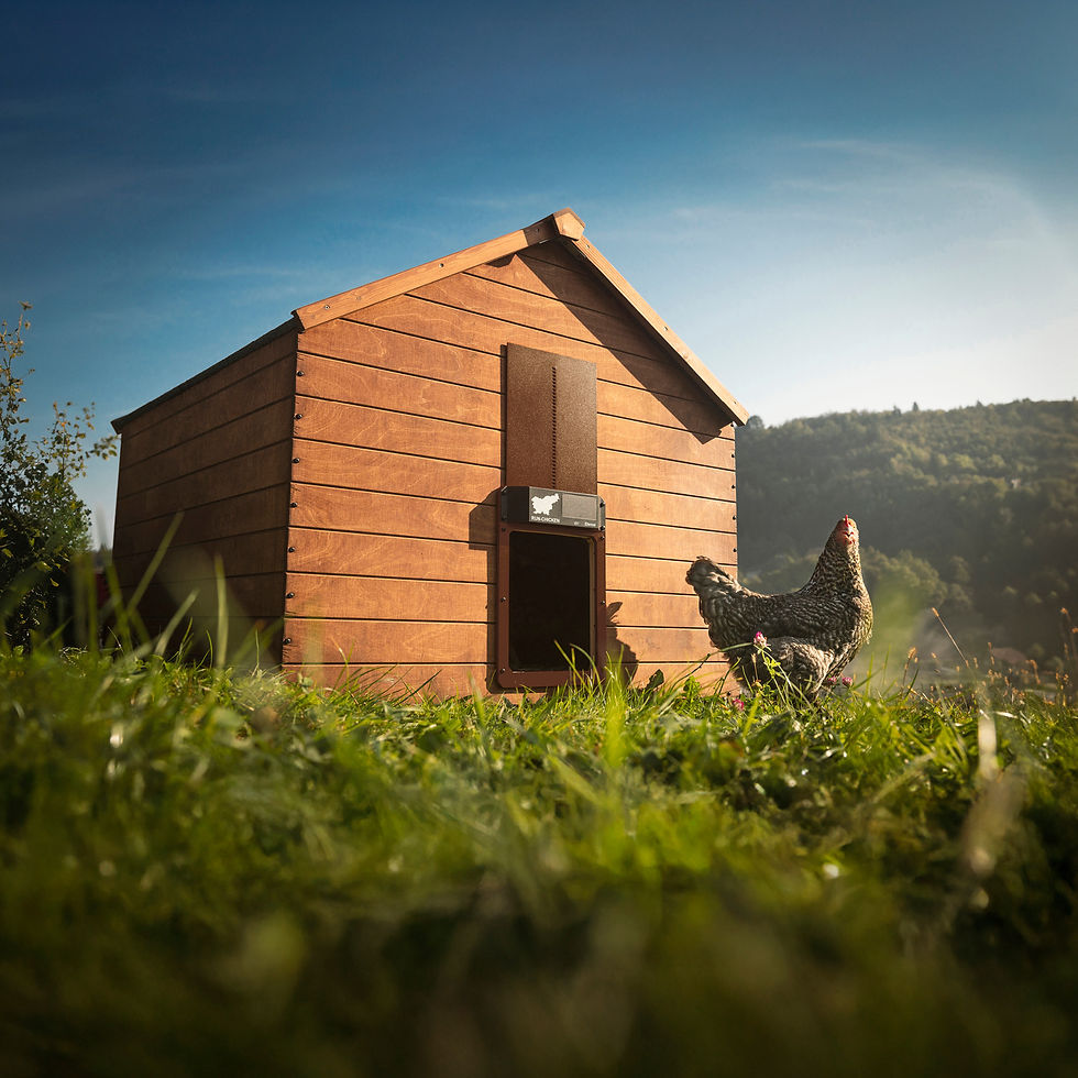 Miniaturbild: Ewige Tür