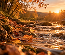 Ruisseau d’automne baigné de lumière dorée.png