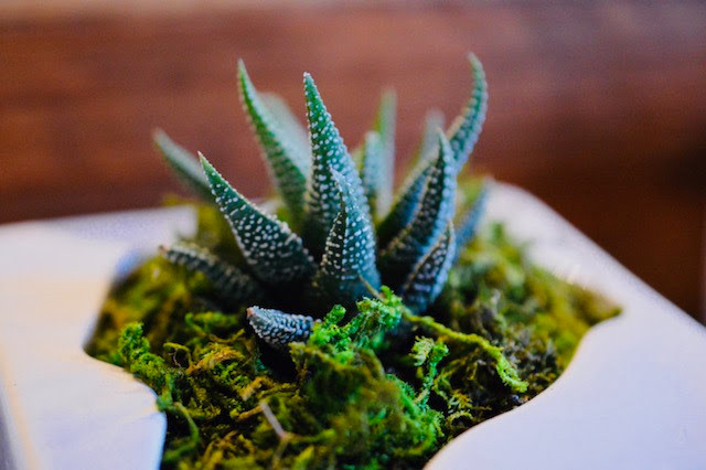 Plant Life