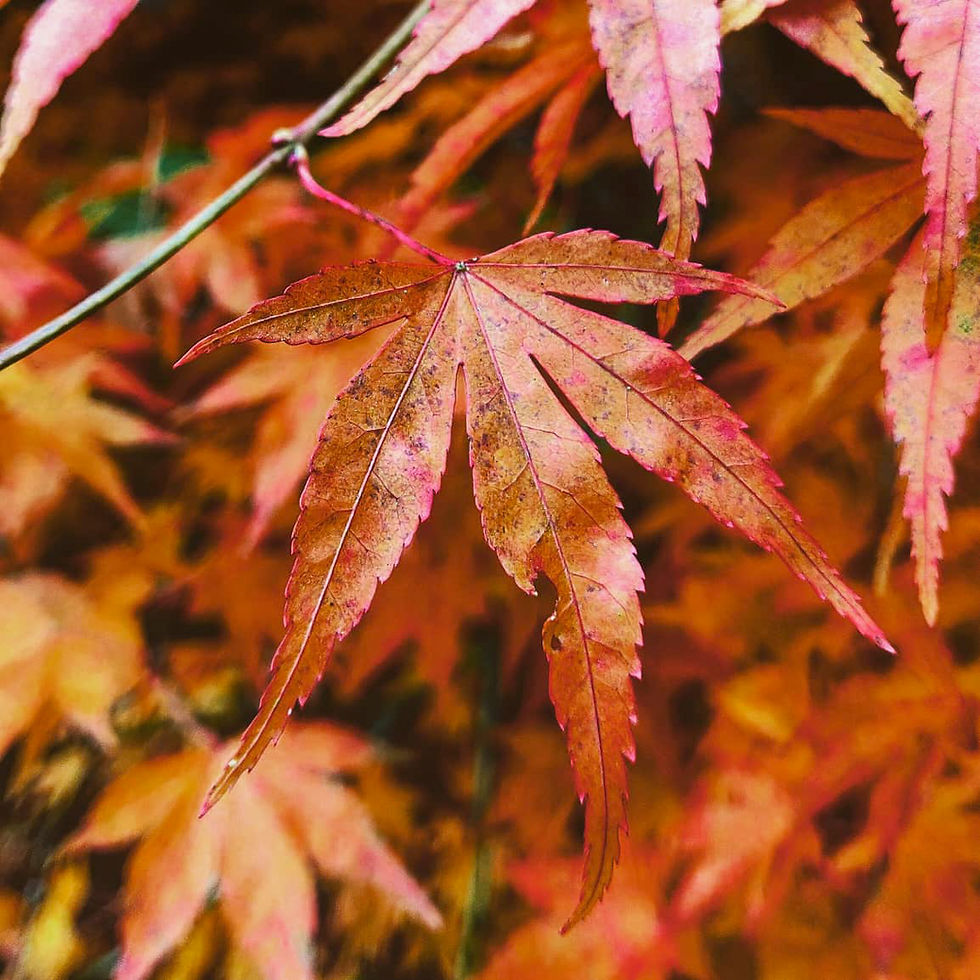 Close-up of vibrant orange and red maple leaves with detailed veins. Leaves are in focus, set against a blurred natural background. Autumn mood.