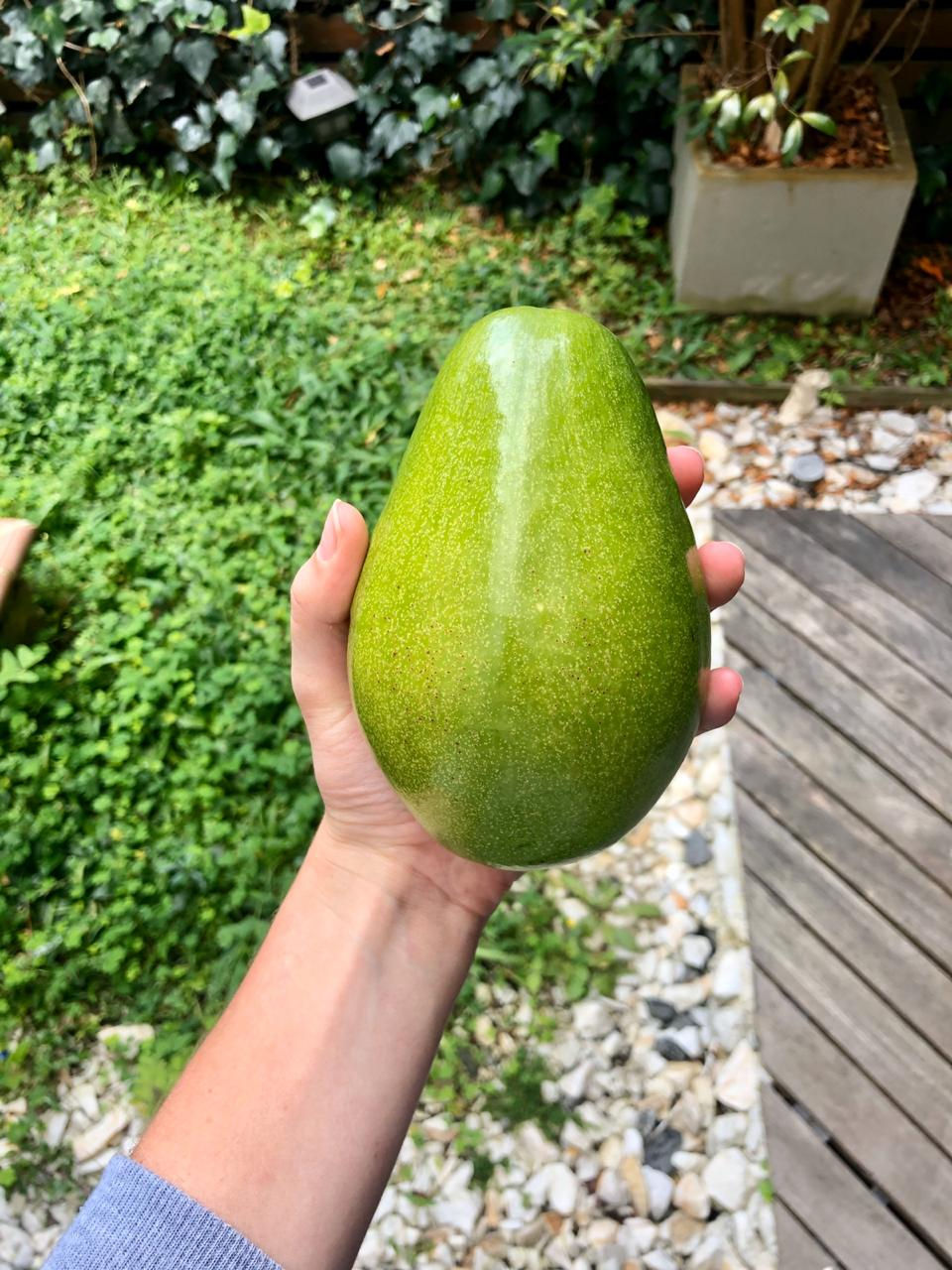 Aguacate