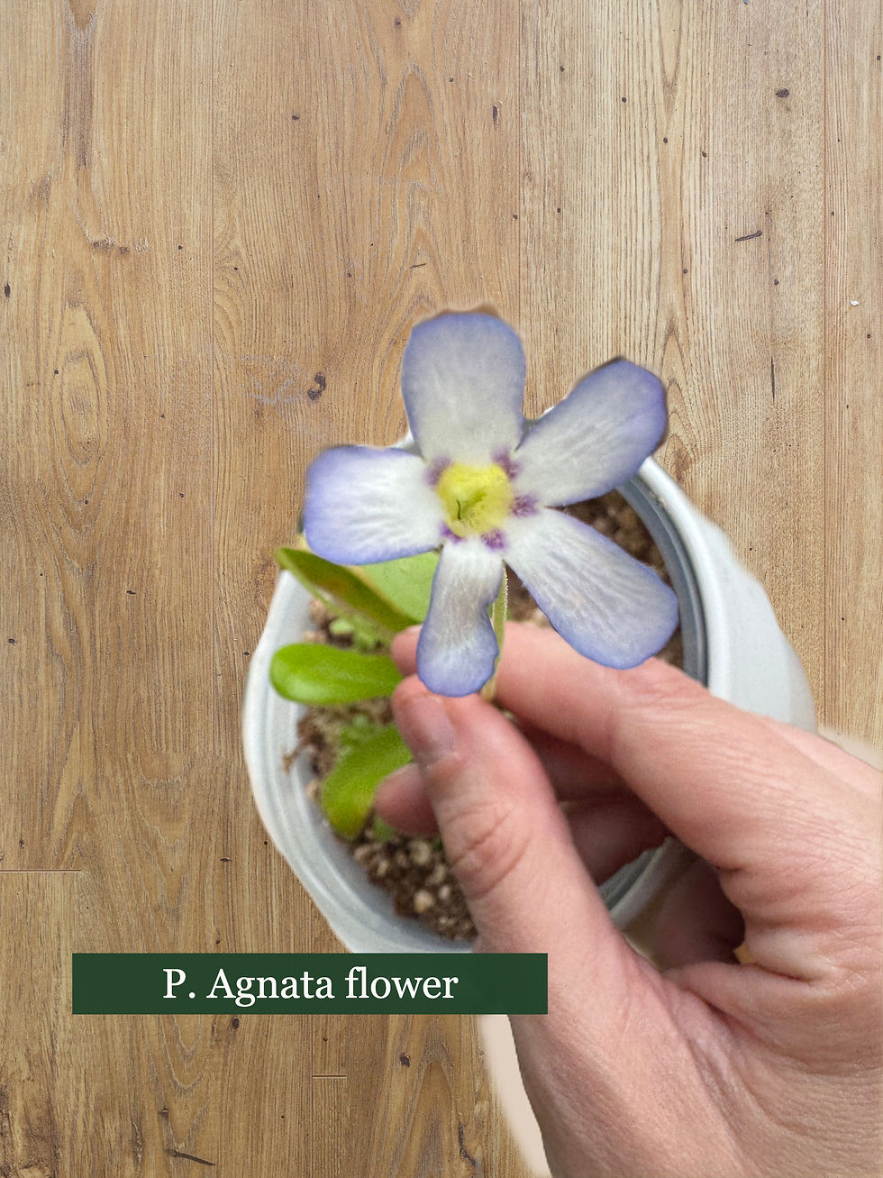 Thumbnail: Periwinkle coloured flower held in frame by hand