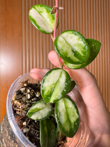 Hoya Mathilde (inner-variegated) | Fang & Folium