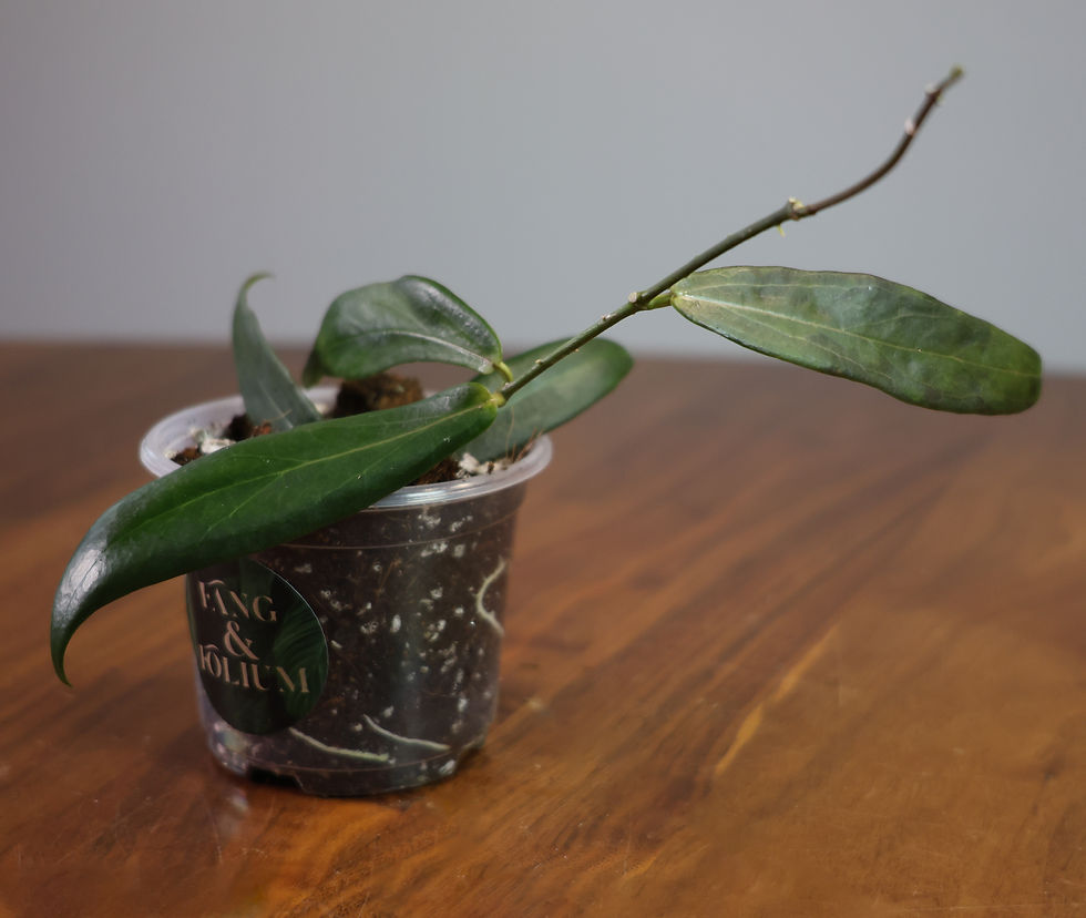 Thumbnail: Hoya Globulifera (Sp. Lamington PNG4) is a beautiful cultivar with dark leaves that sunstresses to a deep maroon red.