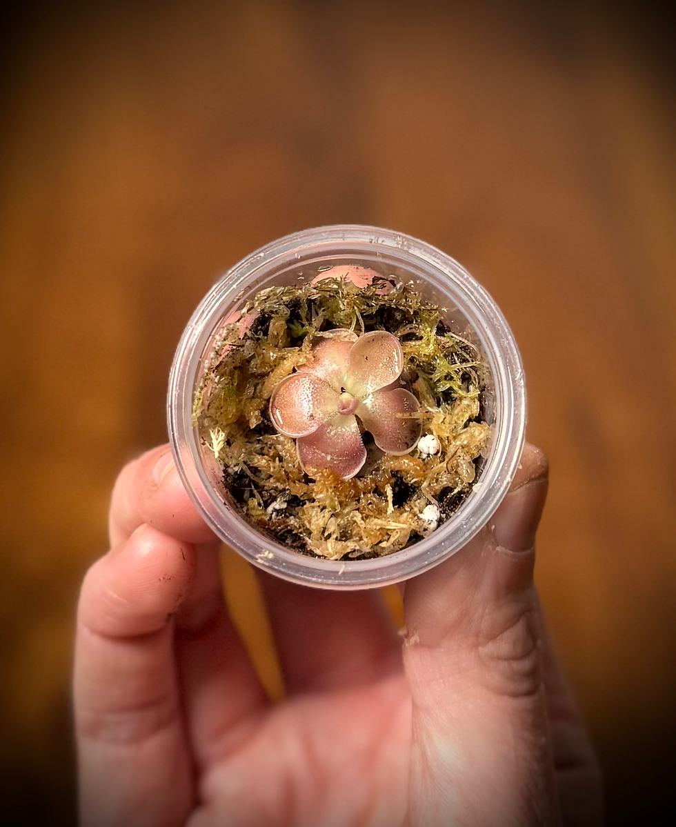 Thumbnail: Small pink, potted butterwort in hand