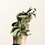 Thumbnail: Hoya Lacunosa Louisa's Silver
