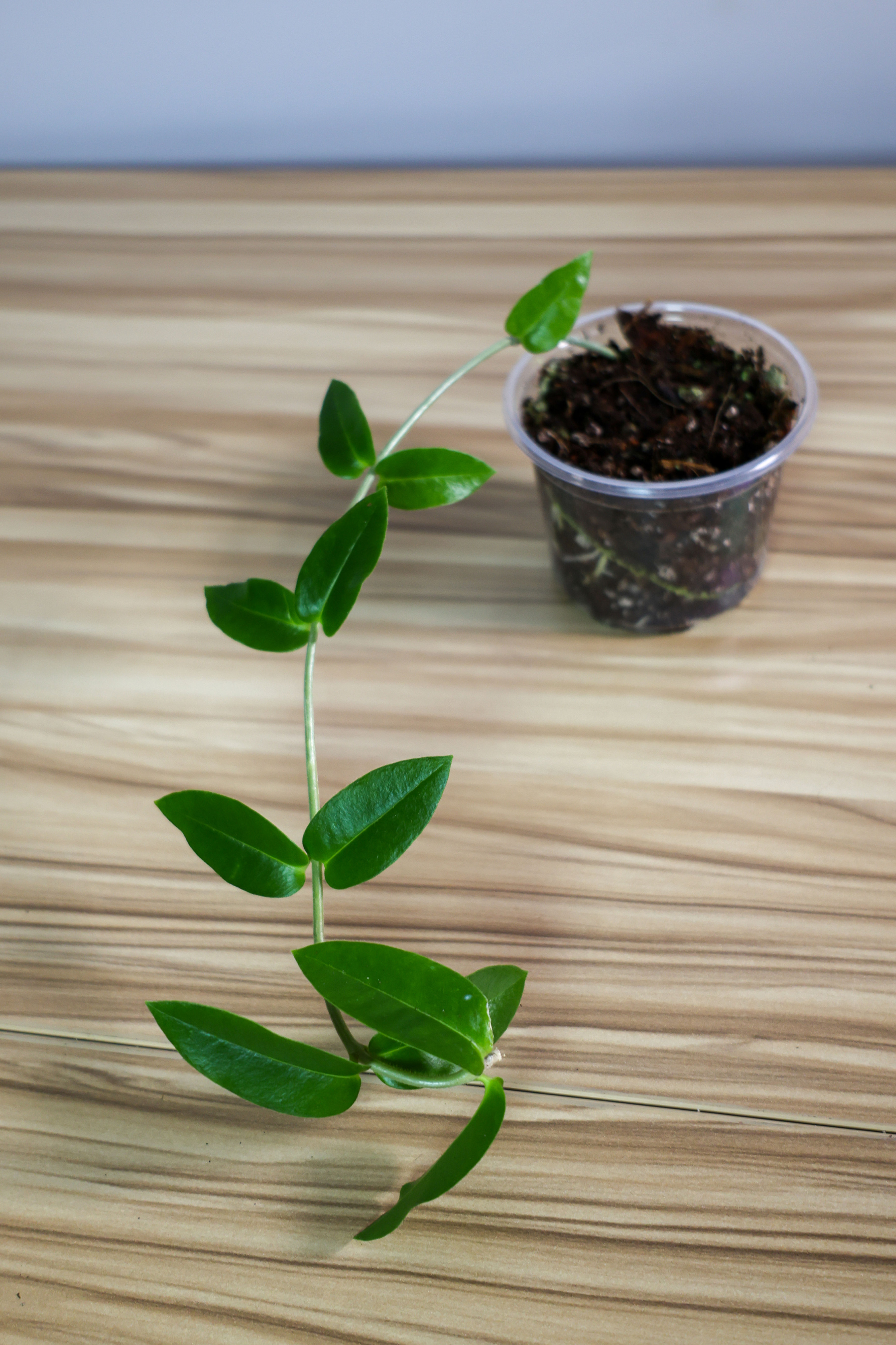 Hoya Densifolia