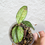 Thumbnail: Hoya Crassipetiolata (splash)