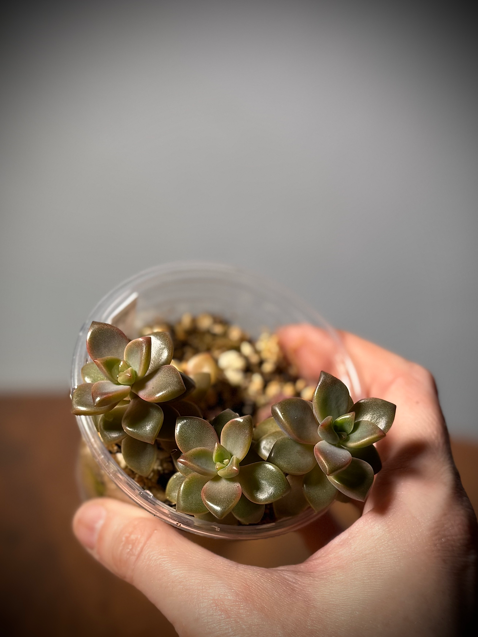Graptopetalum 'Bronze' Succulent