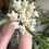 Thumbnail: Hoya Linearis