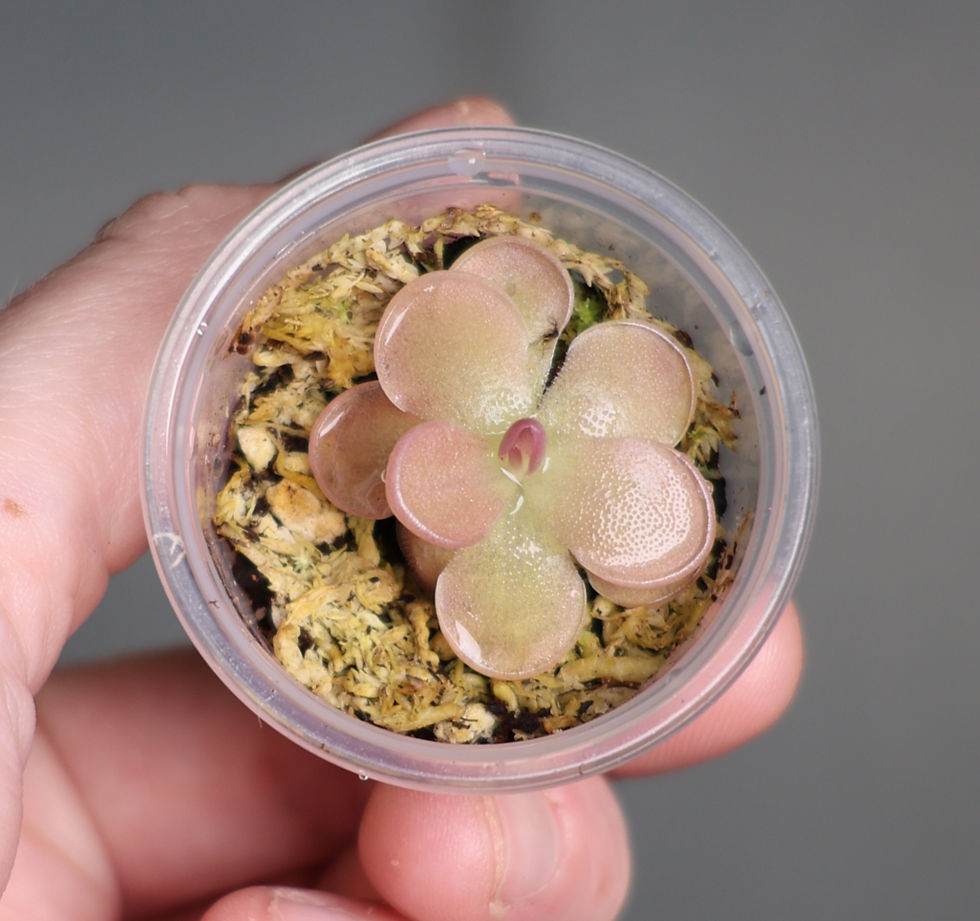 Small pink, potted pinguicula butterwort in hand