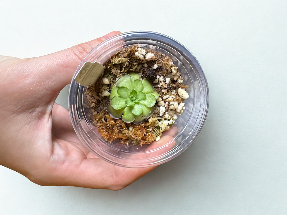 Pinguicula Cyclosecta