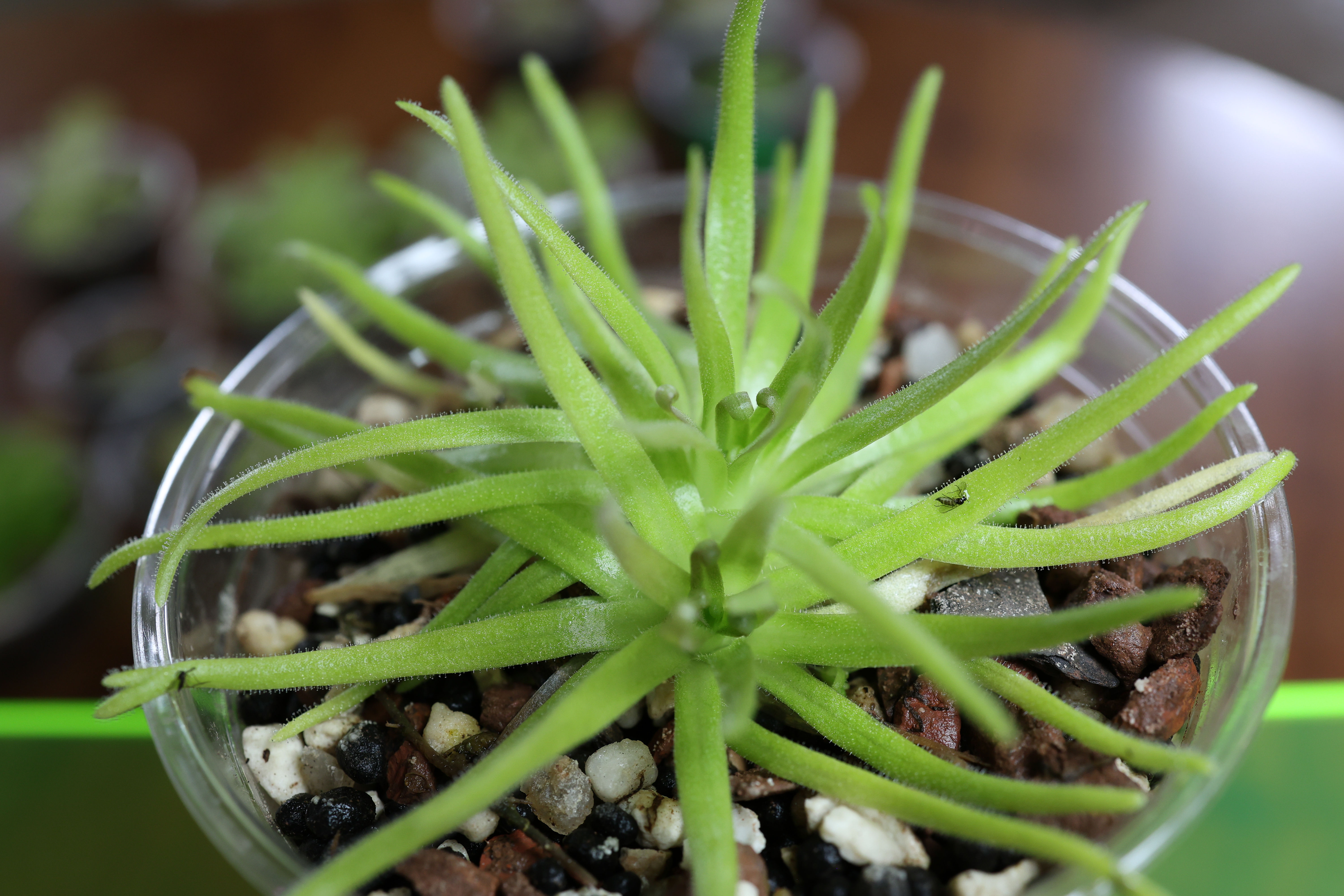 pinguicula moctezumae x gypsicola long leaves unique carnivorous plant