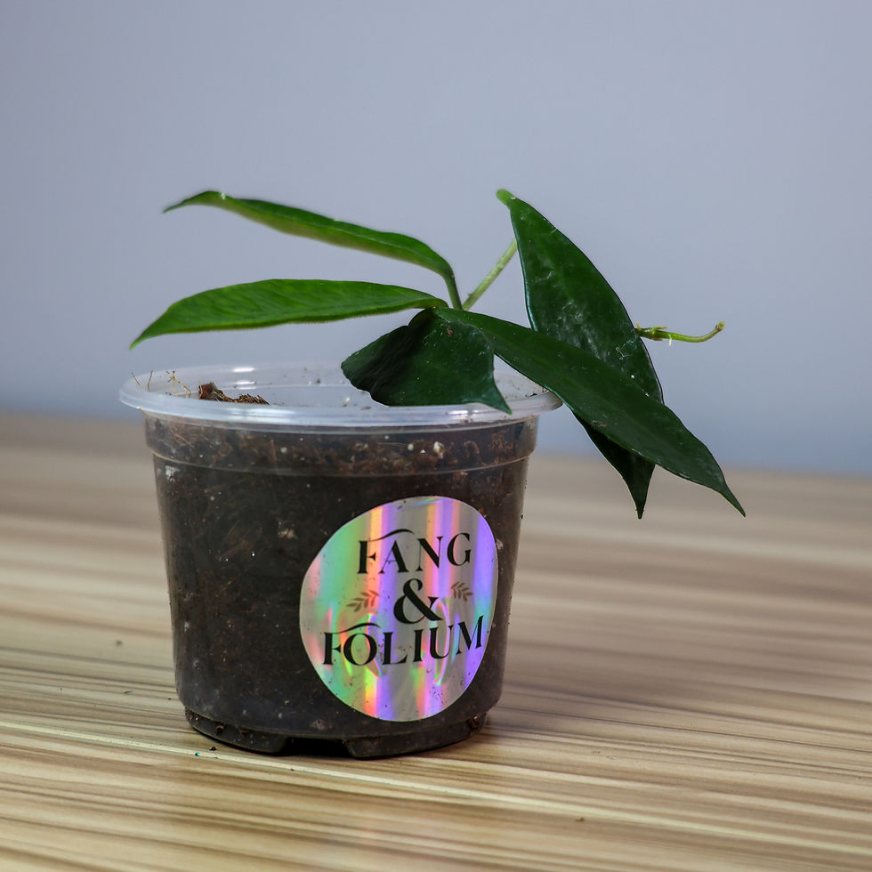 Thumbnail: hoya stoneana thick succulent leaves
