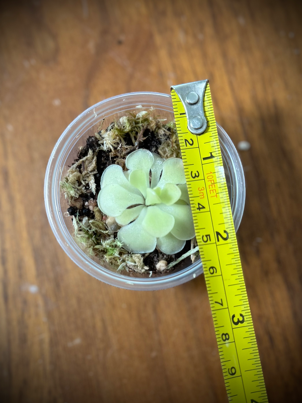 Thumbnail: Pinguicula Moranensis is classic butterwort with wide, round, succulent leaves and stunning blooms